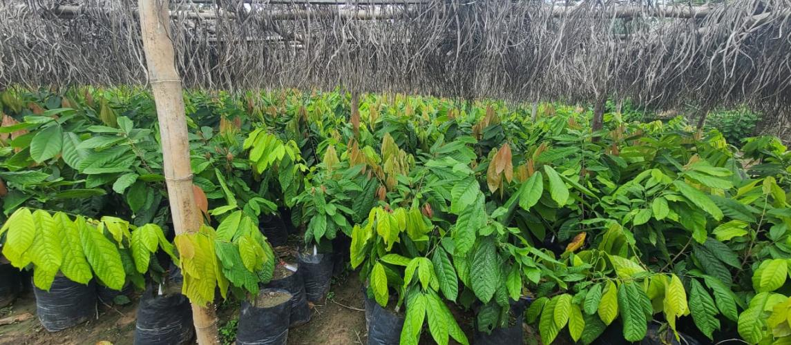 Liberia&#039;s First National Cocoa Seed Garden: A Story of Triumph and Transformation
