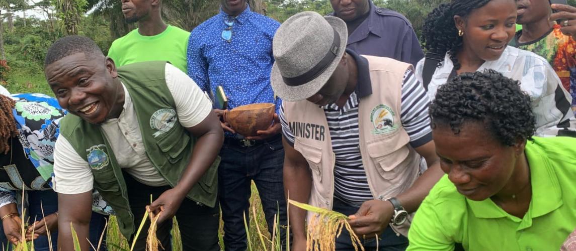 Government Launches 2025 National Rice Harvesting Season in Sehyikepa Government Launches 2025 National Rice Harvesting Season in Sehyikepa