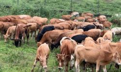 Ministry of Agriculture Announces Arrival of 200 Muturu Cattle to Boost Liberia's Livestock Sector