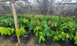 Liberia&#039;s First National Cocoa Seed Garden: A Story of Triumph and Transformation
